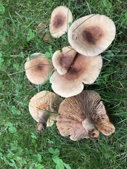 Lactarius quietus