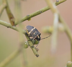 Aplerotus maculatus