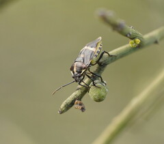 Aplerotus maculatus