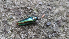 Chrysochroa fulgidissima