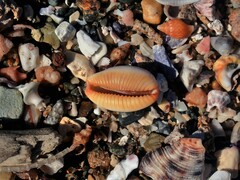 Staphylaea staphylaea