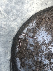 Indotyphlops braminus