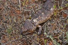 Tiliqua rugosa