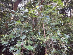 Ampelopsis glandulosa hancei