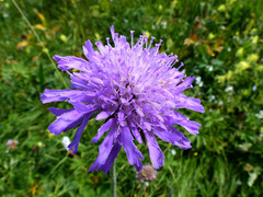 Knautia