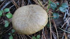 Suillus acidus
