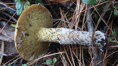 Suillus acidus