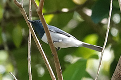Myiagra rubecula