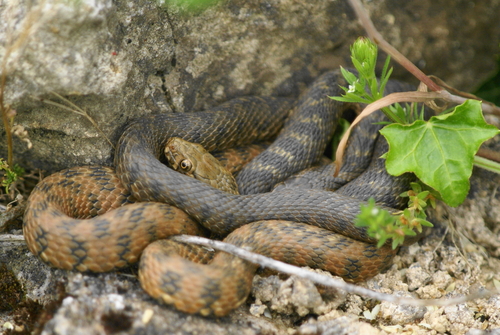 Viperine Snake