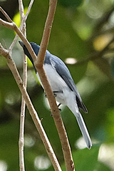 Myiagra rubecula