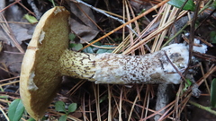 Suillus acidus