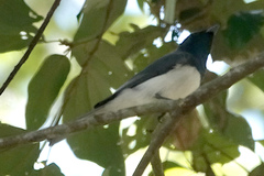 Myiagra rubecula