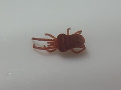 Trombidioidea