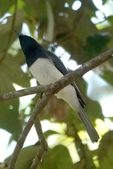 Myiagra rubecula