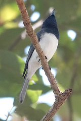 Myiagra rubecula