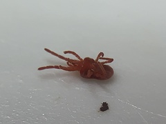 Trombidioidea