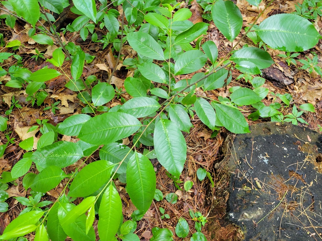 Plums Cherries And Allies In June By Arturo Santos Inaturalist