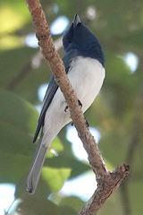 Myiagra rubecula
