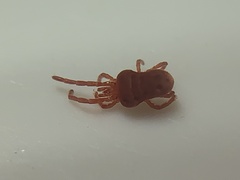 Trombidioidea