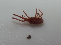 Trombidioidea