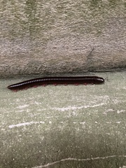 Trigoniulus corallinus