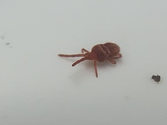 Trombidioidea
