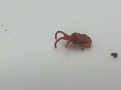 Trombidioidea