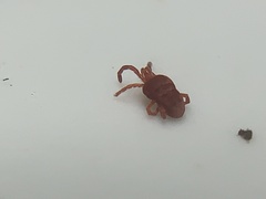 Trombidioidea