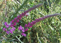 Comesperma