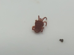 Trombidioidea