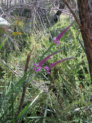 Comesperma