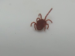Trombidioidea