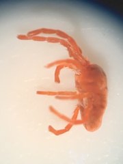 Trombidioidea