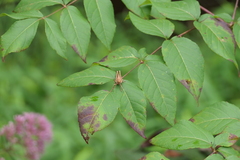 Schistocerca damnifica