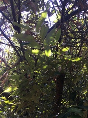 Castanopsis carlesii