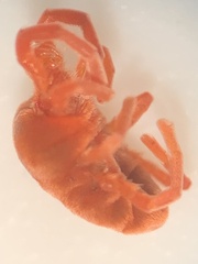 Trombidioidea