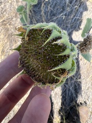 Helianthus annuus