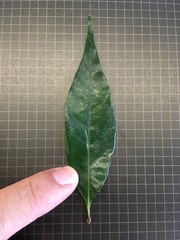 Castanopsis carlesii