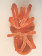Trombidioidea