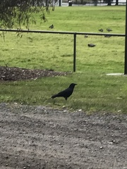 Corvus