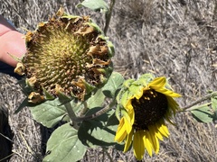 Helianthus annuus