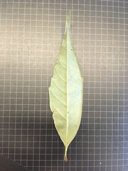 Castanopsis carlesii