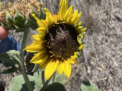 Helianthus annuus