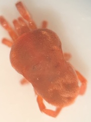 Trombidioidea