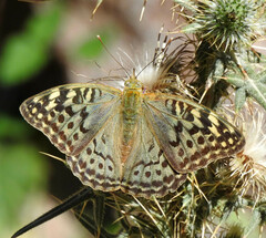 Argynnis pandora