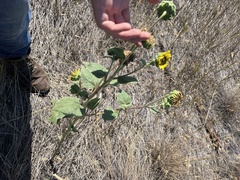 Helianthus annuus