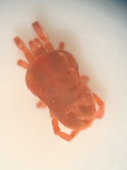 Trombidioidea