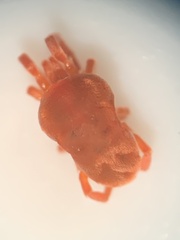 Trombidioidea