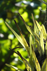Pyrrosia longifolia