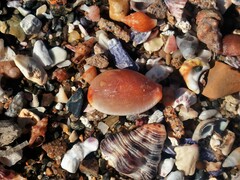 Staphylaea staphylaea